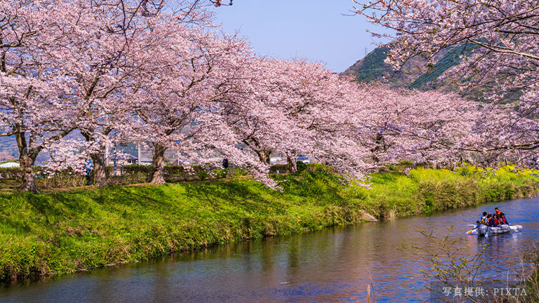 那賀川 桜並木