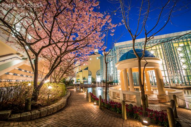 イクスピアリ ガーデンサイトの夜景と夜桜 (千葉県, 舞浜)